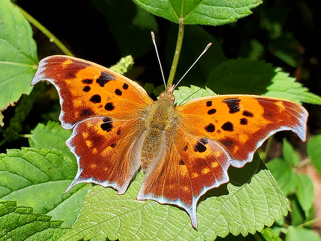Question Mark butterfly - wings open