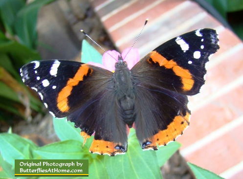 Red Admiral Butterfly (wings open)