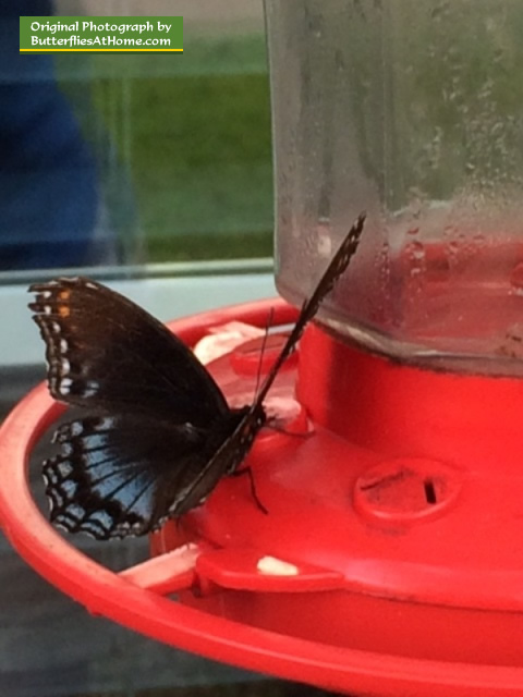 Red-Spotted Purple Butterfly ... a regular visitor to our hummingbird feeder!