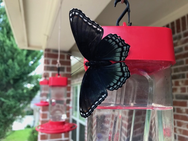 Red-Spotted Purple Butterfly ... a regular visitor to our hummingbird feeder!