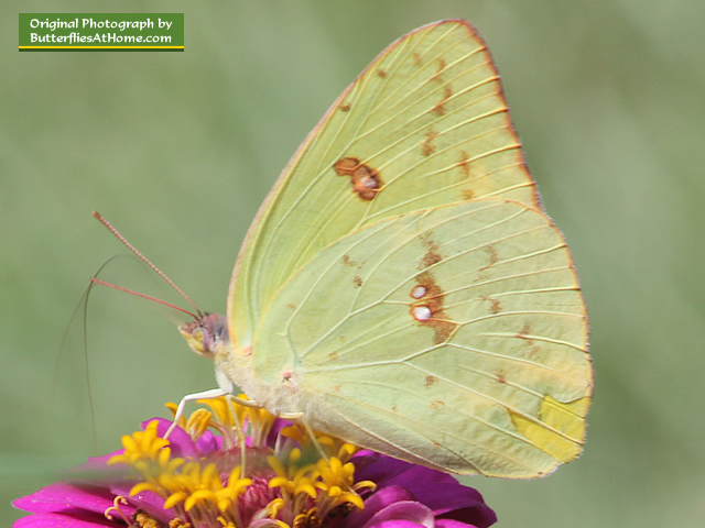 Yellow Sulphur Butterfly on a Pink Zinnia