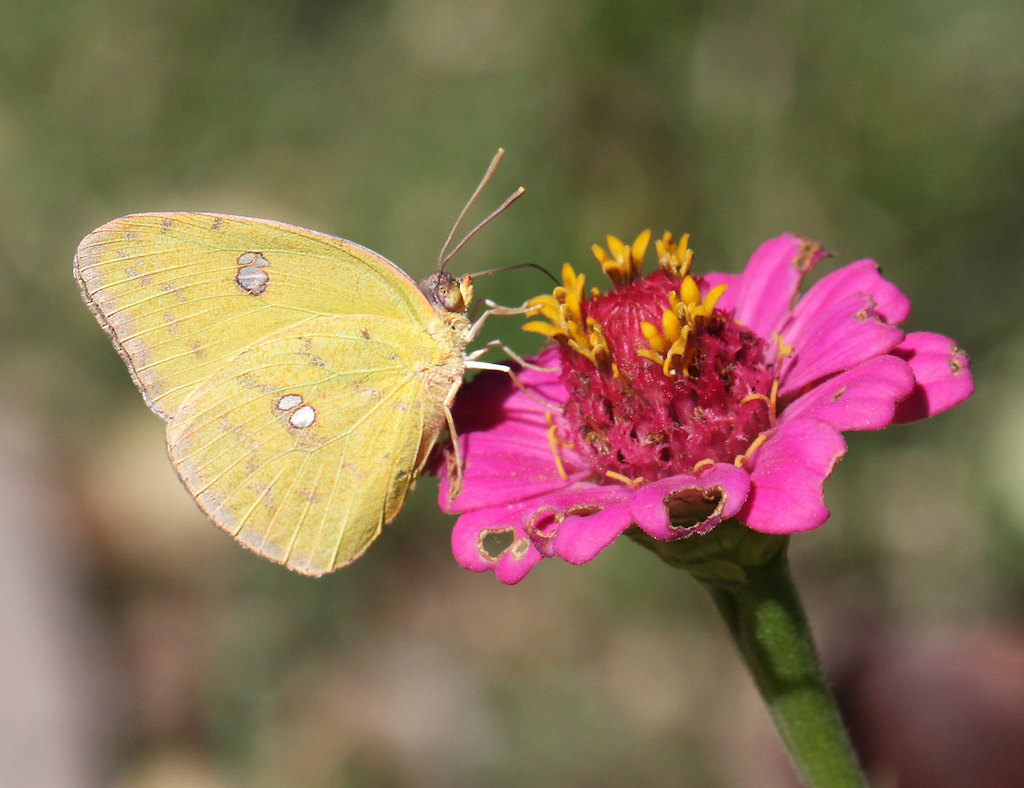 Cloudless Sulphur Butterfly, facts, size, photos, characteristics, geographic distribution
