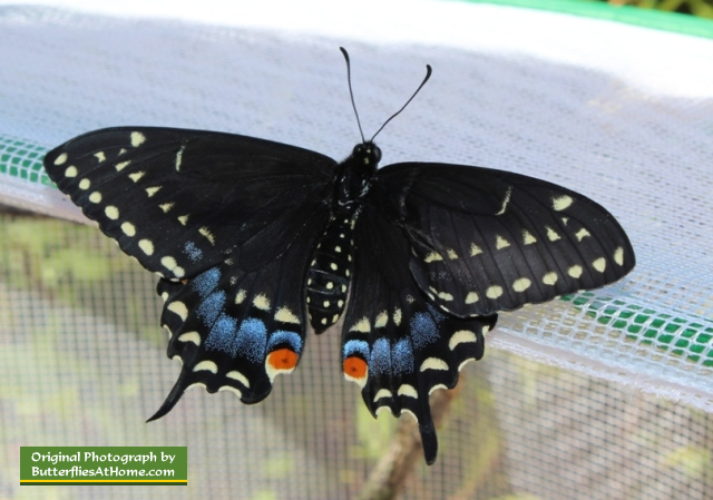 A terceira borboleta de Cauda de Andorinha Preta a emergir da sua crisálida, a 4 de Abril de 2014, após o Inverno
