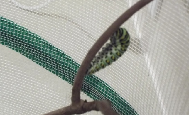 Black Swallowtail caterpillar preparing for the chrysalis