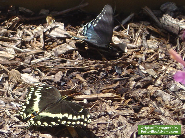 Palamedes Swallowtail Butterfly (lower left) and Spicebush Swallowtail (upper right)