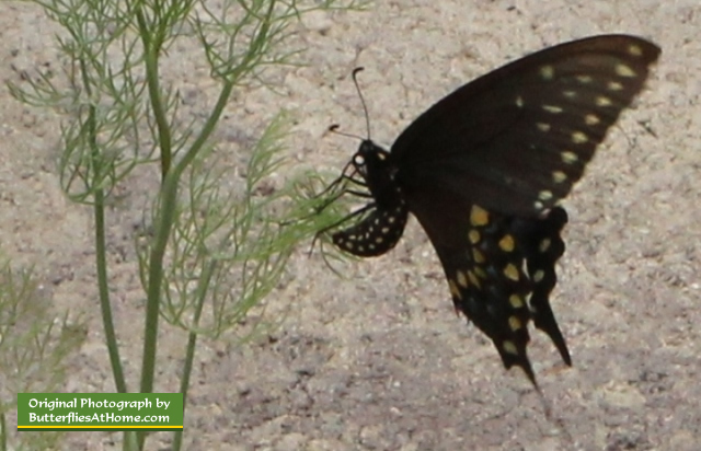 Mariposa hembra de cola de golondrina poniendo huevos en eneldo