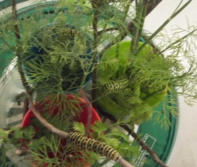 Five Black Swallowtail Caterpillars feeding on Dill