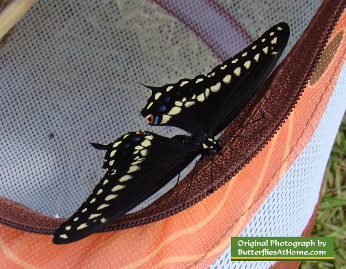 Black Swallowtail less than one hour old!