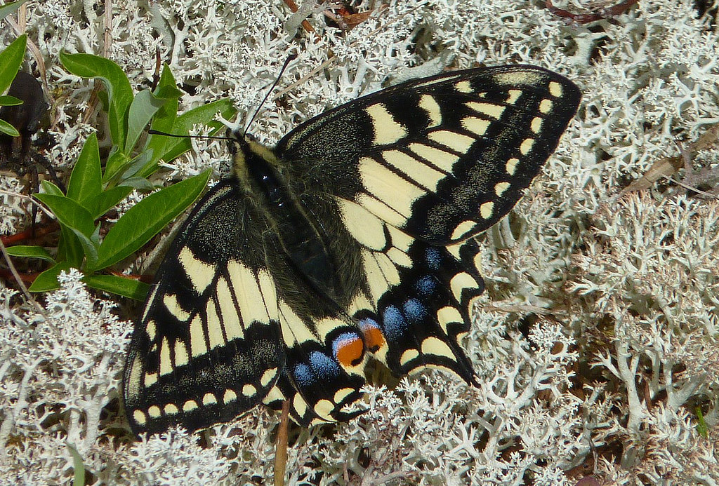 Old World Swallowtail Butterfly dorsal view