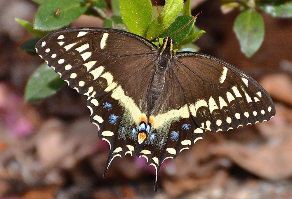 Two-Tailed Swallowtail Butterfly