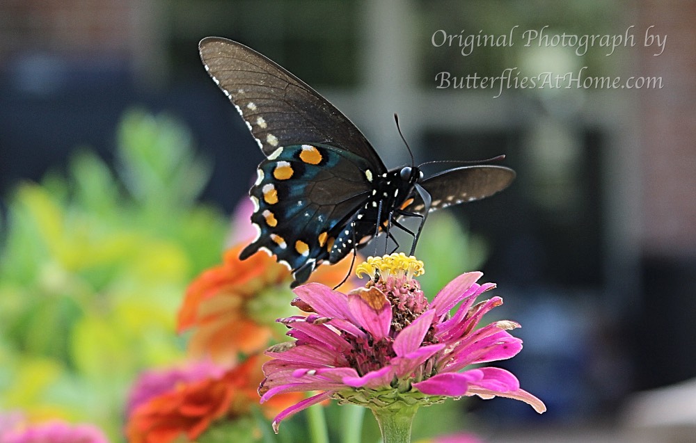 Pipevine Swallowtail Butterfly on Zinnias