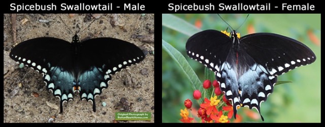 Side-by-side comparison of the male and female Eastern Swallowtail butterfly