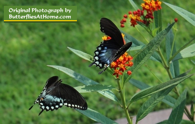 Spicebush Swallowtail Butterflies