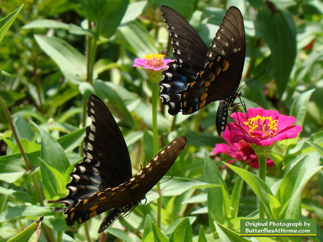 Two Spicebush Swallowtail Butterflies in flight