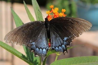 Tiger Swallowtail Butterfly (female) with dark dimorphic coloration