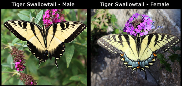 Comparison of the male and female Tiger Swallowtail Butterfly
