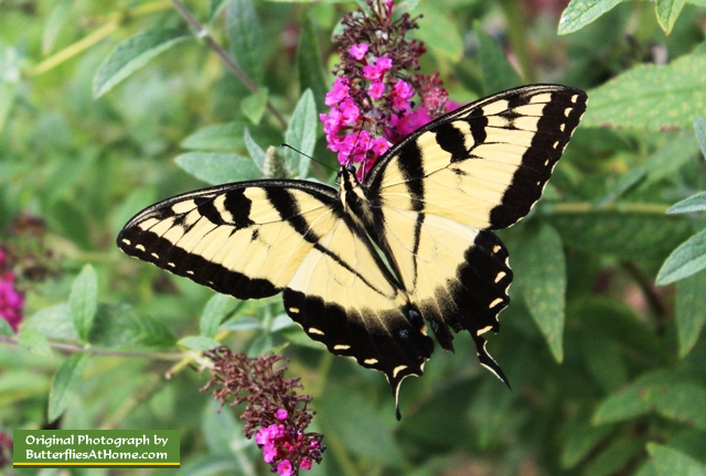 Male Tiger Swallowtail Butterfly