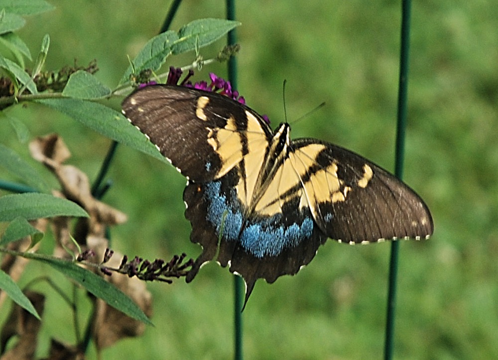Morphed Tiger Swallowtail