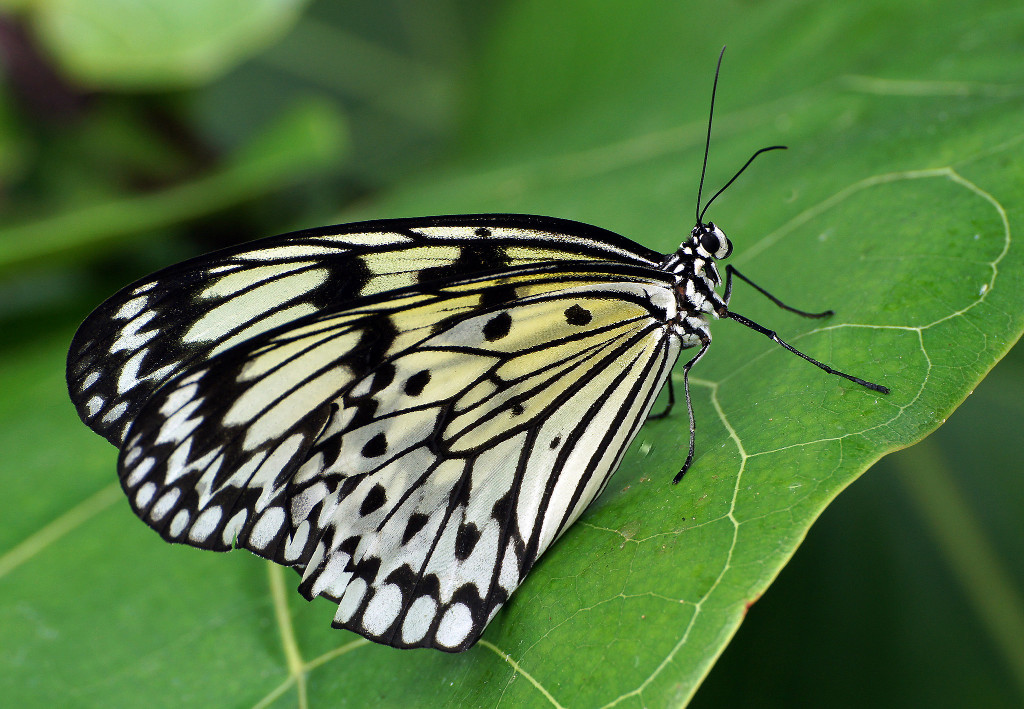 Tree Nymph Butterfly (ventral view)