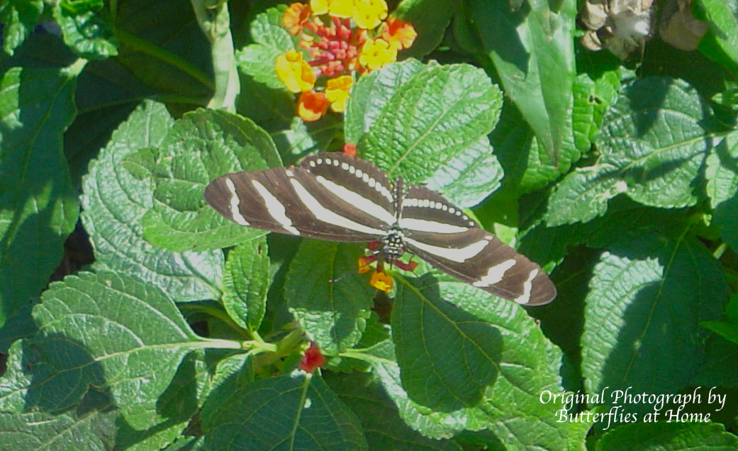 Zebra Heliconian Butterfly in Texas