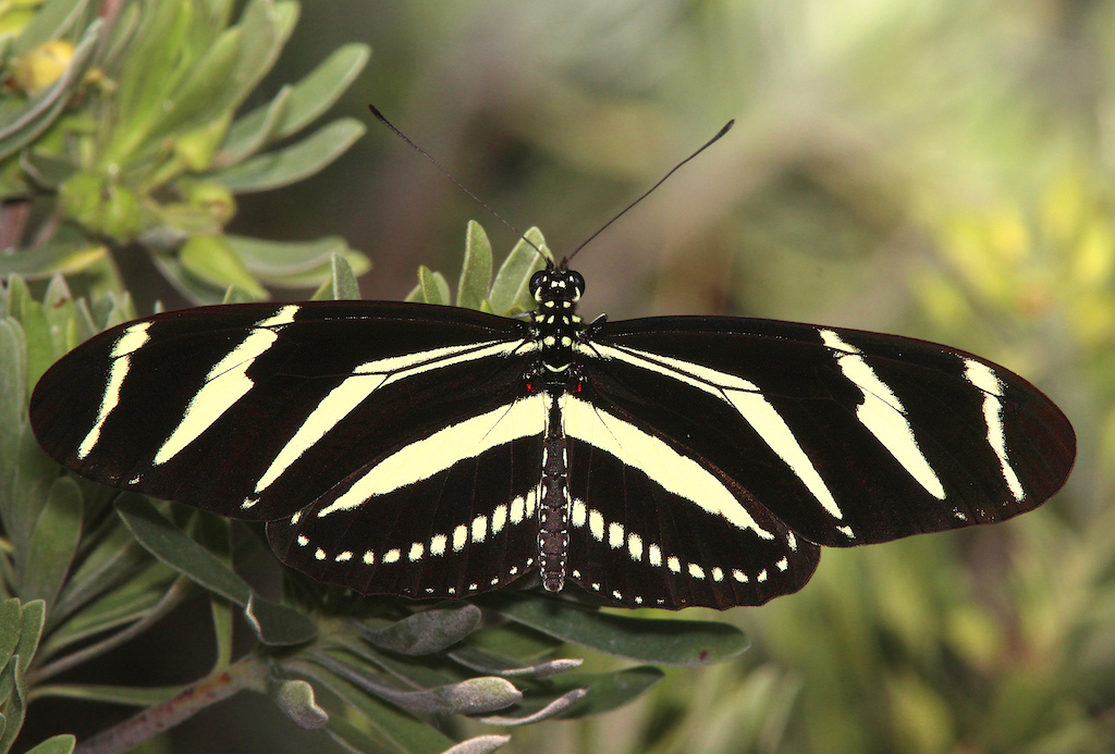 Zebra Heliconian Butterfly with wings open