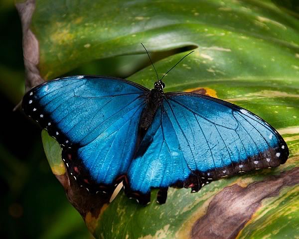 Beautiful Blue Morpho Butterfly in Oranjestad, Aruba