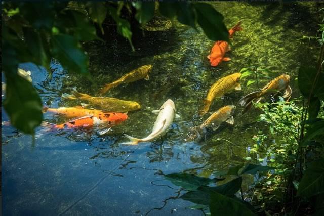 The fish pond at The Butterfly Farm in Oranjestad, Aruba