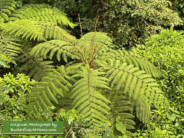 Up close and personal with the ferns along the Rainforest Adventures Aerial Tram