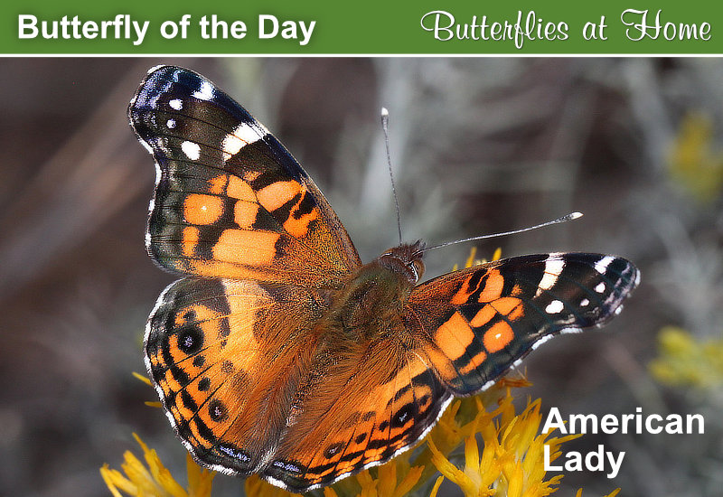 Butterfly of the Day: American Lady
