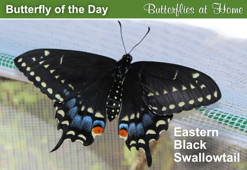 Butterfly of the Day: Eastern Black Swallowtail