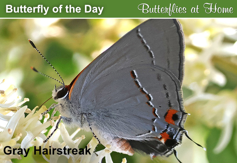 Butterfly of the Day: Gray Hairstreak