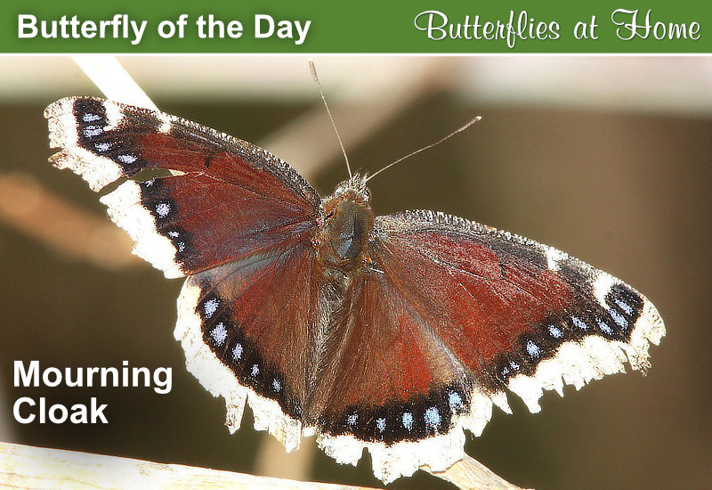 Butterfly of the Day: Mourning Cloak