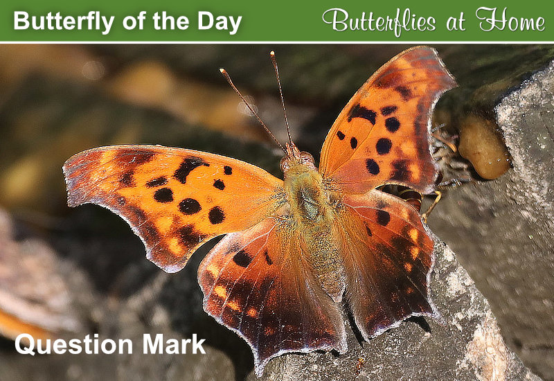 Butterfly of the Day: Question Mark