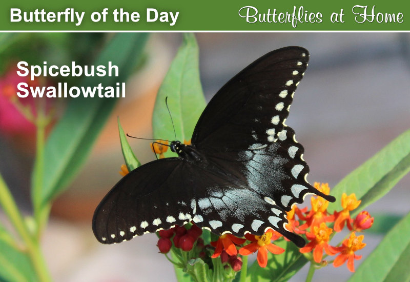 Butterfly of the Day: Spicebush Swallowtail