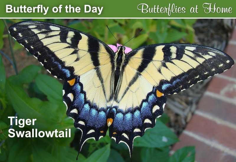 Butterfly of the Day: Tiger Swallowtail