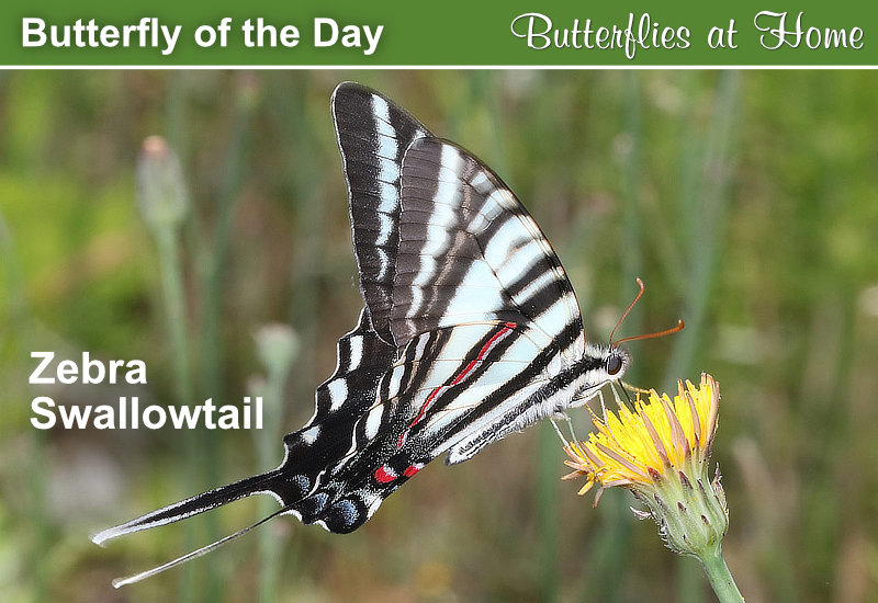 Butterfly of the Day: Zebra Swallowtail
