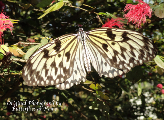 Tree Nymph (dorsal view)