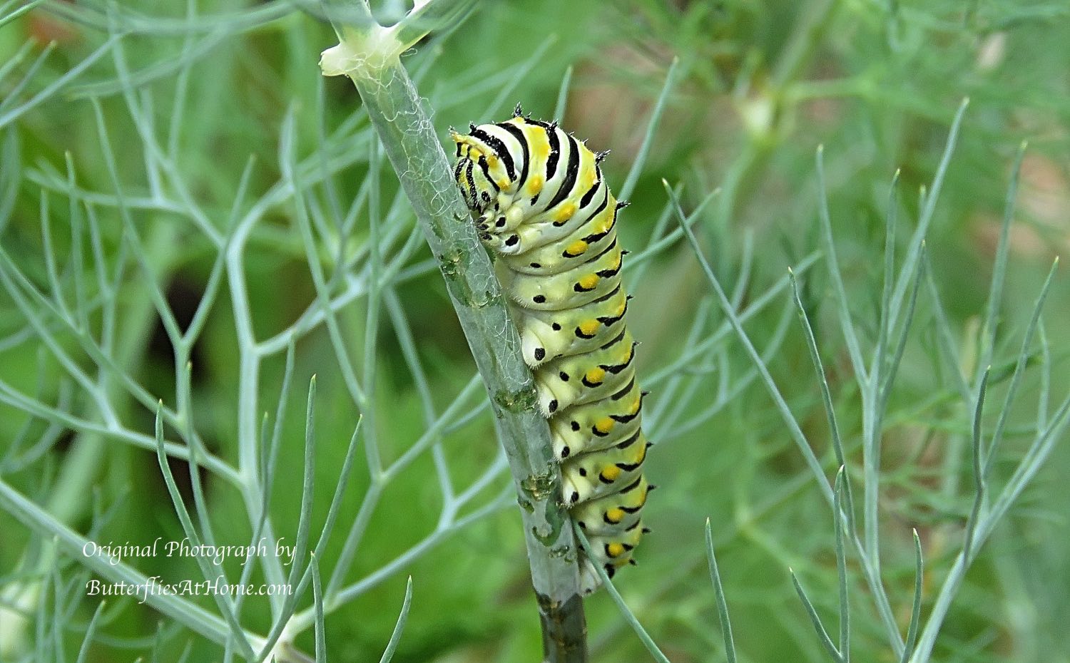 Black Swallowtail Caterpillar 
