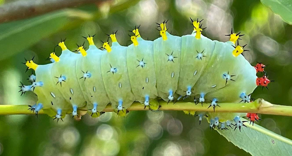 Cecropia Moth Caterpillar