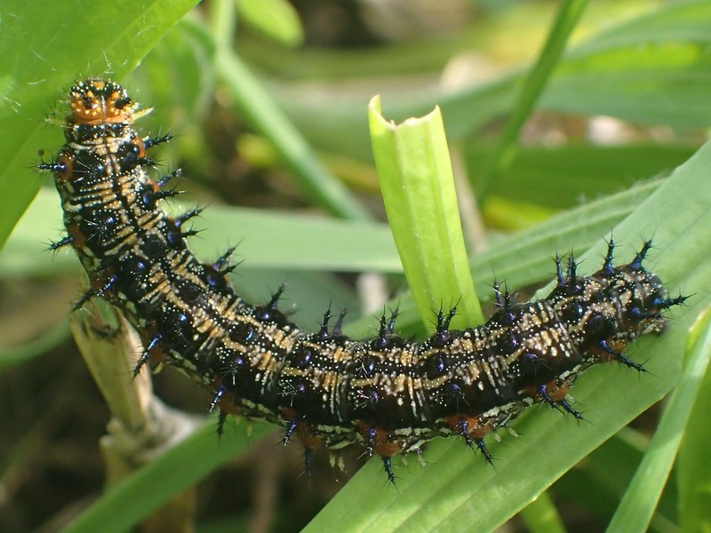 Common Buckeye Caterpillar 