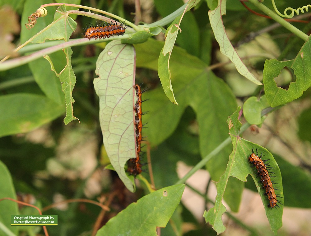 Gulf Fritillary Butterflies, size, nectar plants, host plants, photographs