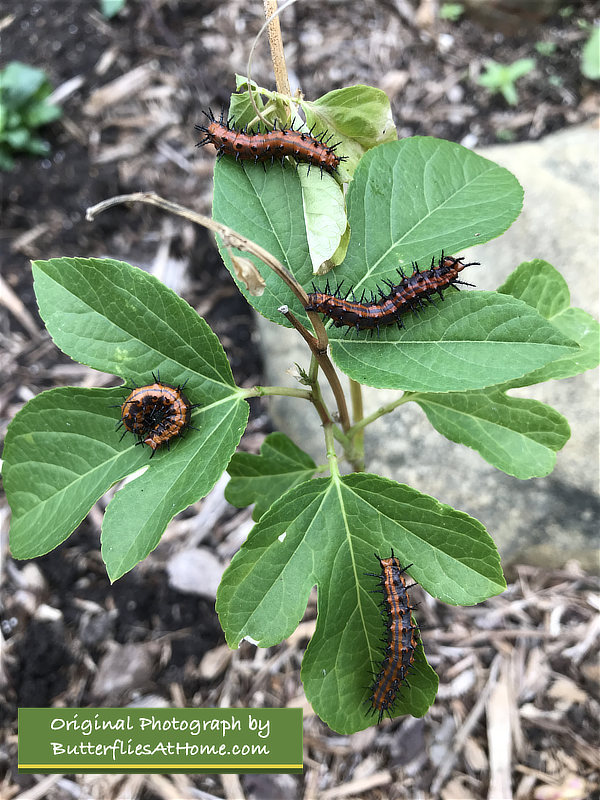 Growing Gulf Fritillary caterpillars on a Passion Vine