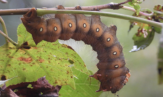 Imperial Moth caterpillar 