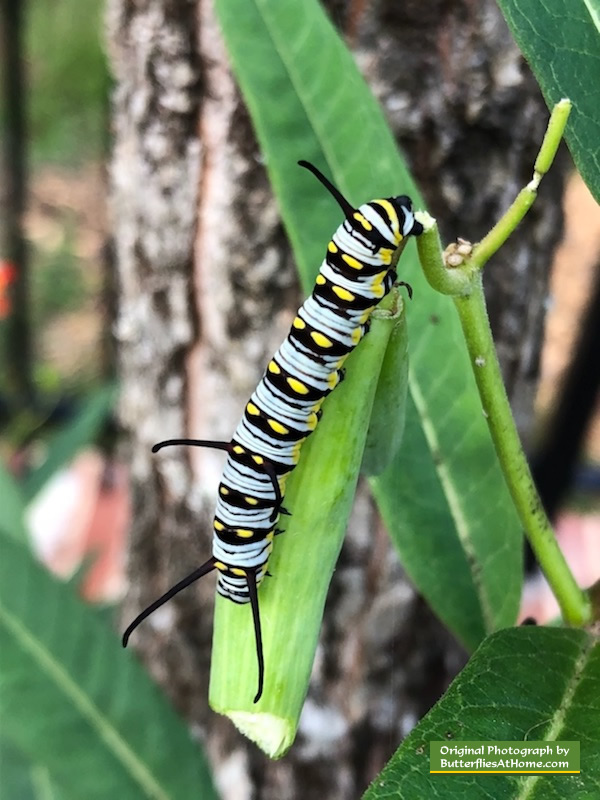 Queen Caterpillar