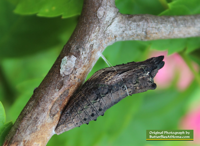 Black Swallowtail chrysalis hanging by a thread