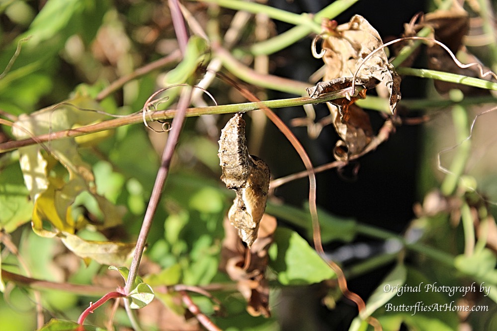 Can you spot the Gulf Fritillary chrysalis amid these Passion Vines?