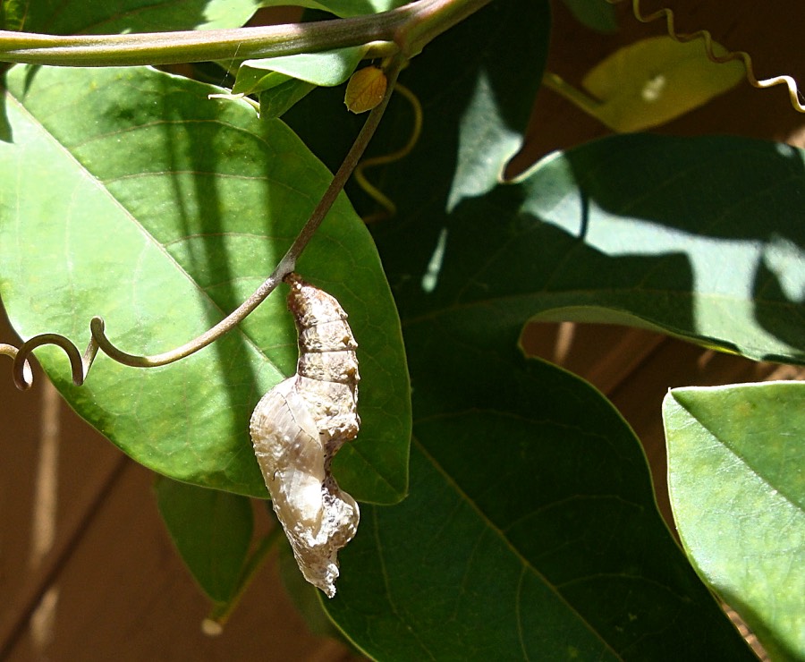 Gulf Fritillary butterfly chrysalis