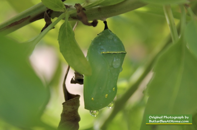 Monarch Butterfly caterpillar in its chrysalis ... carefully blending with nature!
