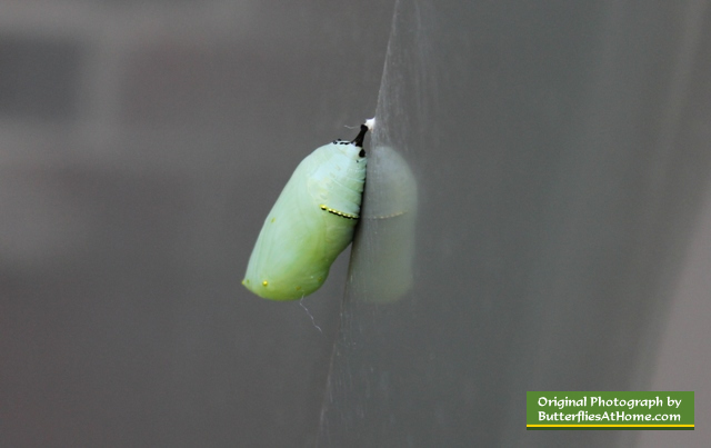 Monarch Butterfly chrysalis ... on the slick metalic surface of a BBQ grill 