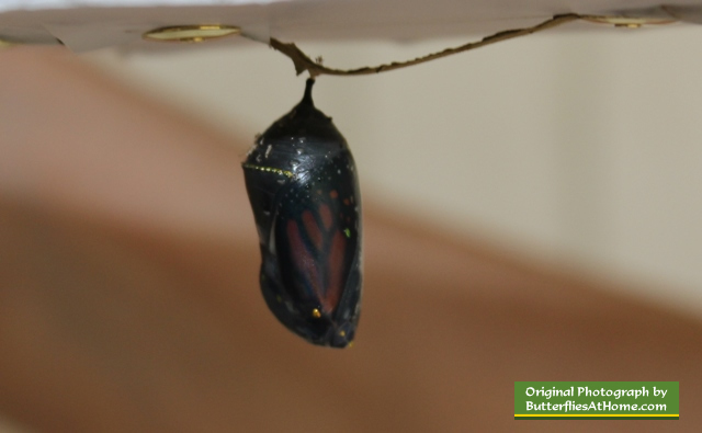 Monarch chrysalis ... dark and clear, with the butterfly ready to emerge